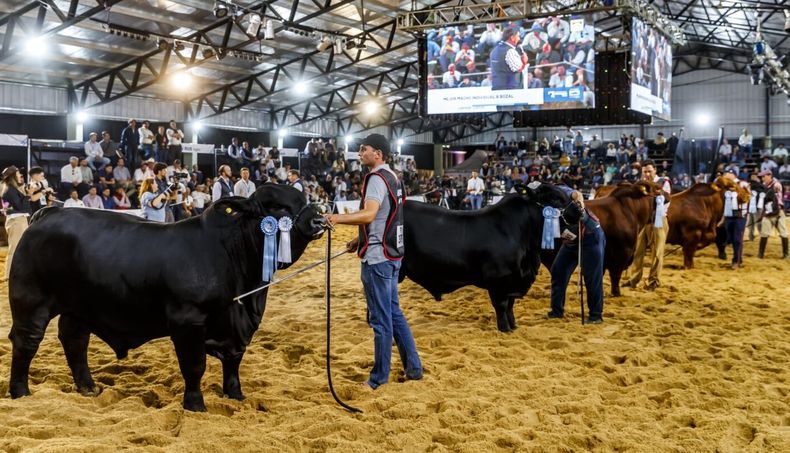 El evento de ganadería reunirá a las principales razas bovinas adaptadas al norte argentino.