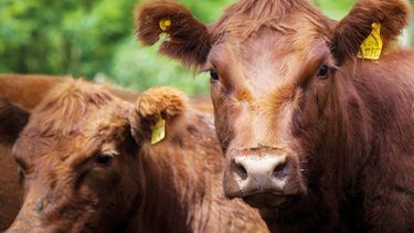 Todo bovino o bubalino que se movilice dentro del territorio nacional deberá estar vacunado contra la fiebre aftosa.&nbsp;