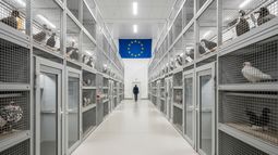 Europa refuerza los controles por brotes de influenza aviar. Europa refuerza los controles por brotes de influenza aviar.