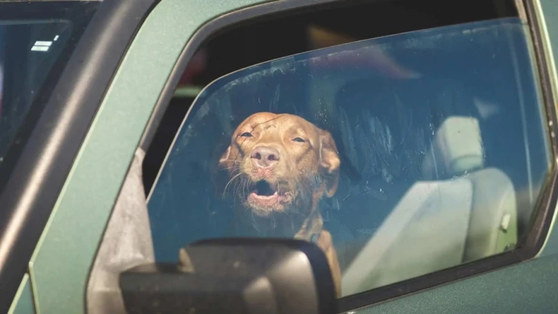 En Mar del Plata buscan garantizar el bienestar de los animales de compañía frente a las altas temperaturas.
