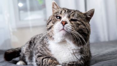 Beneficios de la nutrición animal aplicada a felinos mayores.