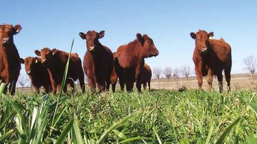 La importancia de invertir en prácticas ganaderas sostenibles y en sistemas de manejo que se adapten a las condiciones del clima. cambiantes.