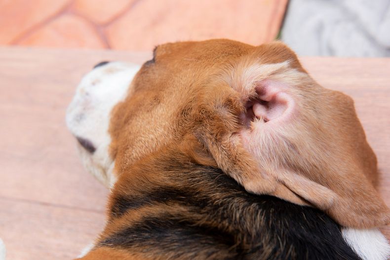 Nuevos tratamientos para la otitis canina.