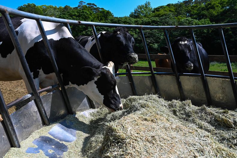 La rentabilidad del tambo se ve desafiada por el aumento de costos, medidos en litros de leche, en un contexto de fluctuaciones económicas.