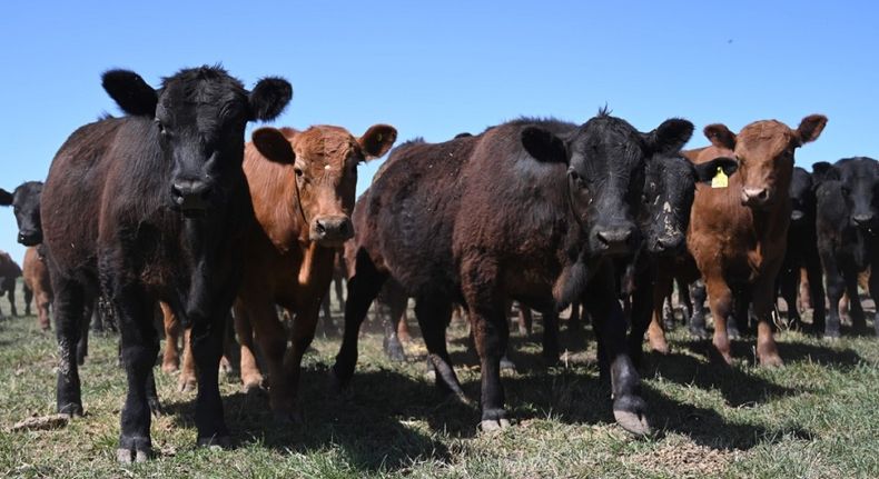 Se reglamentó la vacunación con las cepas incluidas en establecimientos con casos de brucelosis bovina.