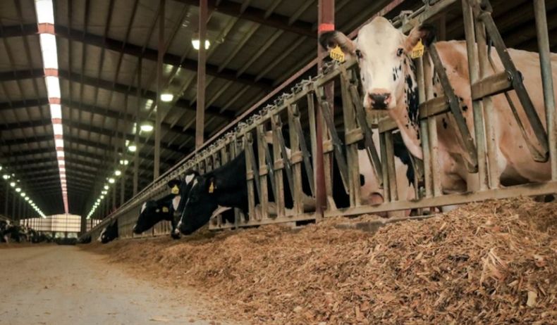 El control de la mastitis, clave para la calidad de la leche y la competitividad.