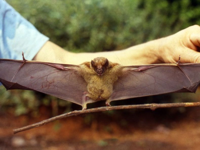 rabia paresiante.jpg