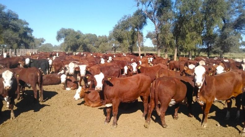 Diagnóstico temprano que potencia la cría bovina.