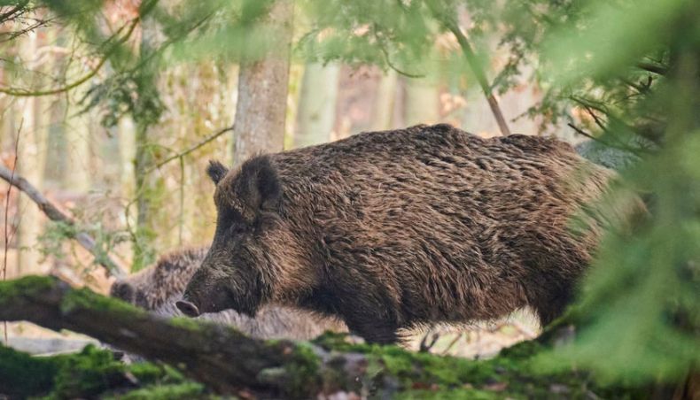 Senasa recordó que es obligatoria la notificación por hallazgos clínicos en jabalíes.