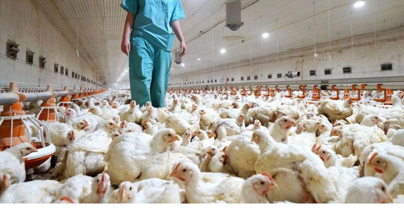 La División deProtección Pecuaria determinó reconocer la condición de libre de influenza aviar de Argentina&nbsp;