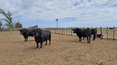 Las enfermedades venéreas afectan la eficiencia reproductiva en los rodeos.