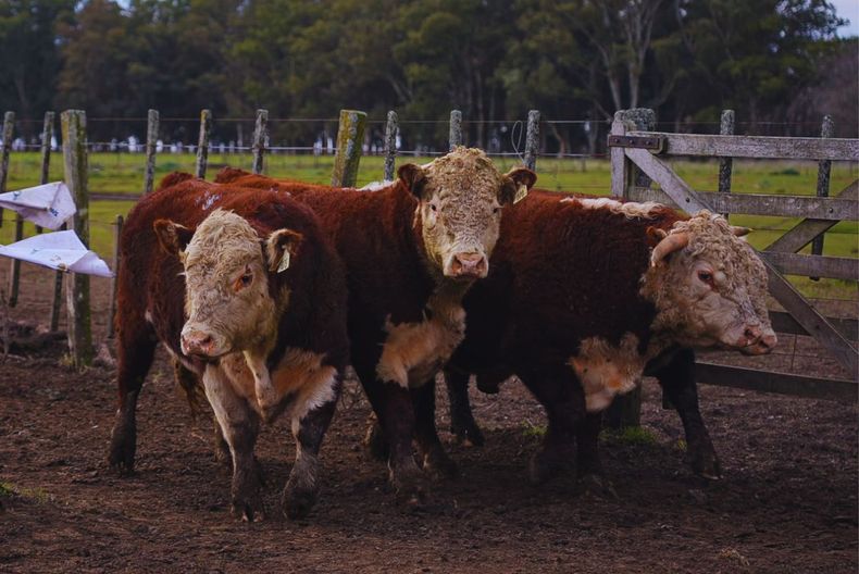 La genética bovina es clave para lograr novillos de mayor peso y mantener la eficiencia en sistemas pastoriles.