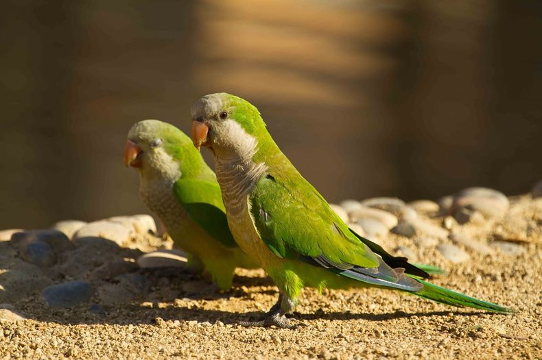 Psitacosis. Autoridades sanitarias pidieron comprar aves silvestres ni adoptarlas como mascotas.