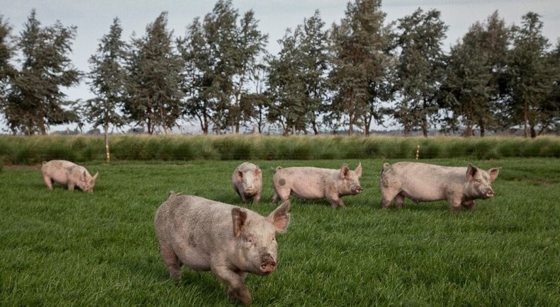 Control sanitario, clave para frenar la triquinosis.