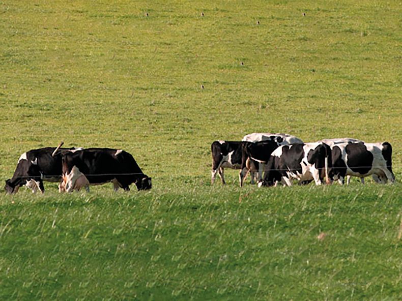 Lechería: la industria del dulce de leche tuvo su día.