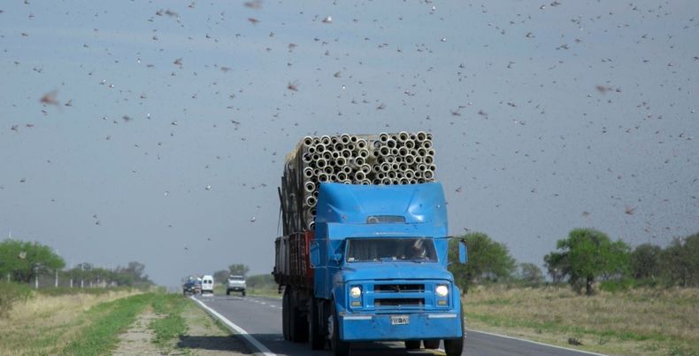 Recientemente el Senasa declaró la emergencia fitosanitaria por la langosta sudamericana.