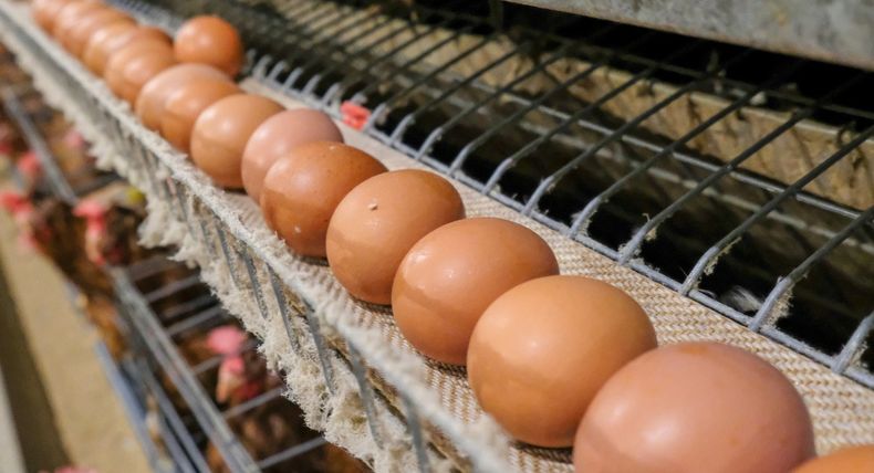La Inteligencia Artificial al servicio de la avicultura.