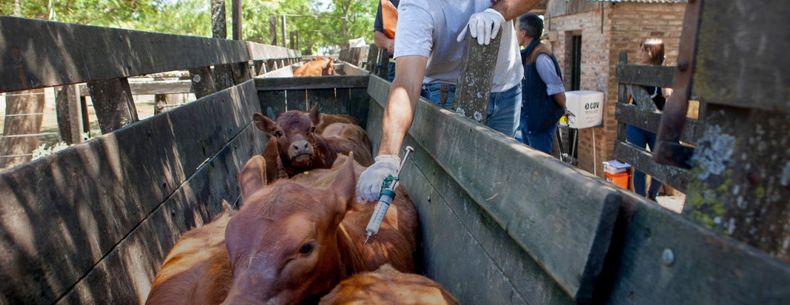 El gobierno tomó medidas y difundió recomendaciones en el marco de la vacunación contra la fiebre aftosa.