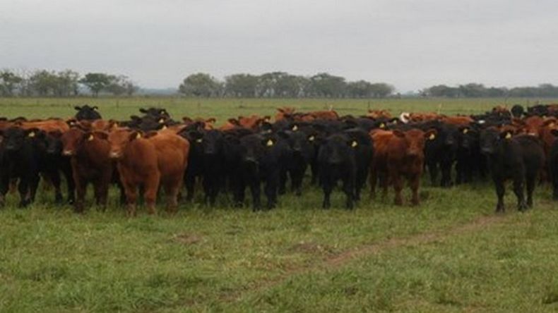Faena bovina: el Feedlot impulsa stock y peso histórico.