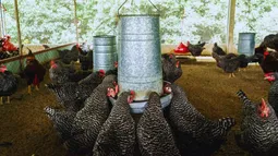 El desarrollo de probióticos es clave para el desarrollo de sistemas productivos intensivos. El desarrollo de probióticos es clave para el desarrollo de sistemas productivos intensivos.