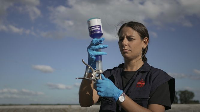 Glypondin 4 se aplica en bovinos de carne y de leche.