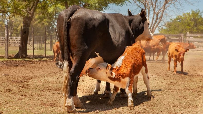 Las cepas aprobadas por Senasa contra la Brucelosis Bovina permiten la vacunación de hembras adultas sin interferir en los diagnósticos.