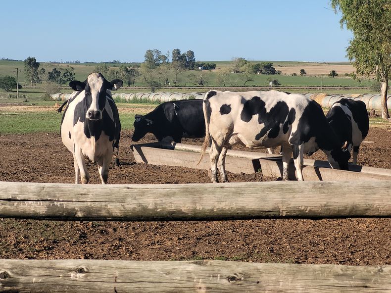 Vacas en tambo, un buen negocio según el Grupo Cencerro.