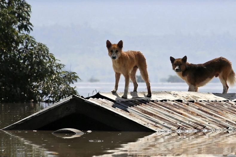 Veterinarios y un rol clave en emergencias.