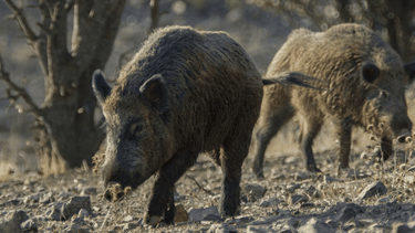 Río Negro: nueva ley para carnes de fauna silvestre.
