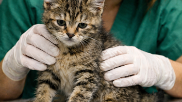 Panleucopenia felina: el virus que pone en jaque a los gatos sin vacunación.