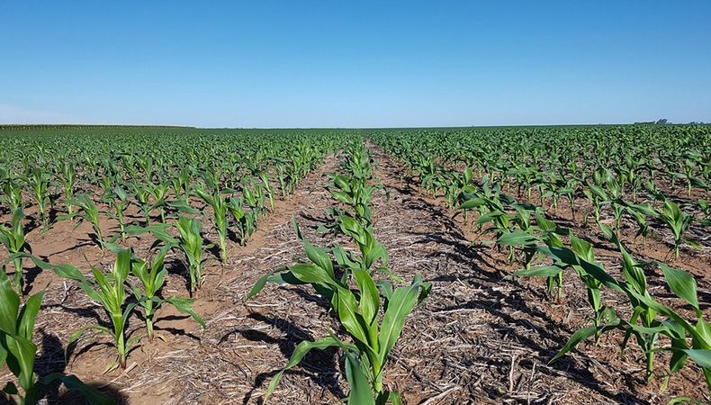 El incremento del área delmaíz se explica por el clima, más precisamente por las lluvias.