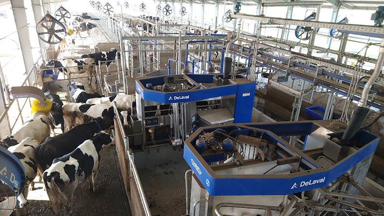 La cooperativa Manfrey&nbsp; mostrara en el Tour Lechero de TodoLáctea sus vacas ordeñadas por cuatro robots DeLaval.