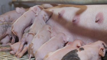Aujeszky puede afectar gravemente a los porcinos y causa restricciones al comercio interno y externo. 