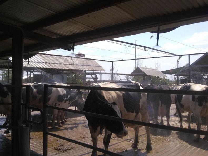 vacas mojadas ventiladas inta.jpg