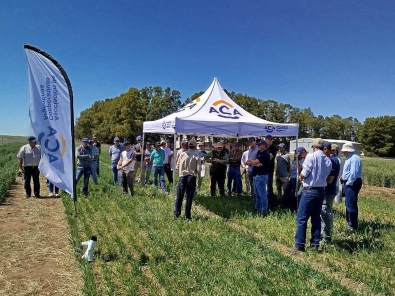 La innovadora tecnología de ACA fue desarrollada en su laboratorio biotecnológico de Pergamino.