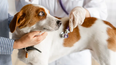 La inteligencia artificial avanza en el diagnóstico veterinario, mejorando la salud cardíaca canina.