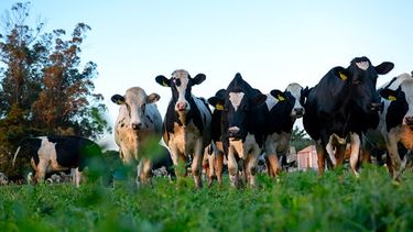 Lechería. El estudio analizó datos de más de 200.000 animales en zonas endémicas de DVB.