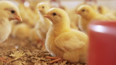 La coccidiosis aviar causa pérdidas por más de U$S 13 mil millones en la avicultura.&nbsp;