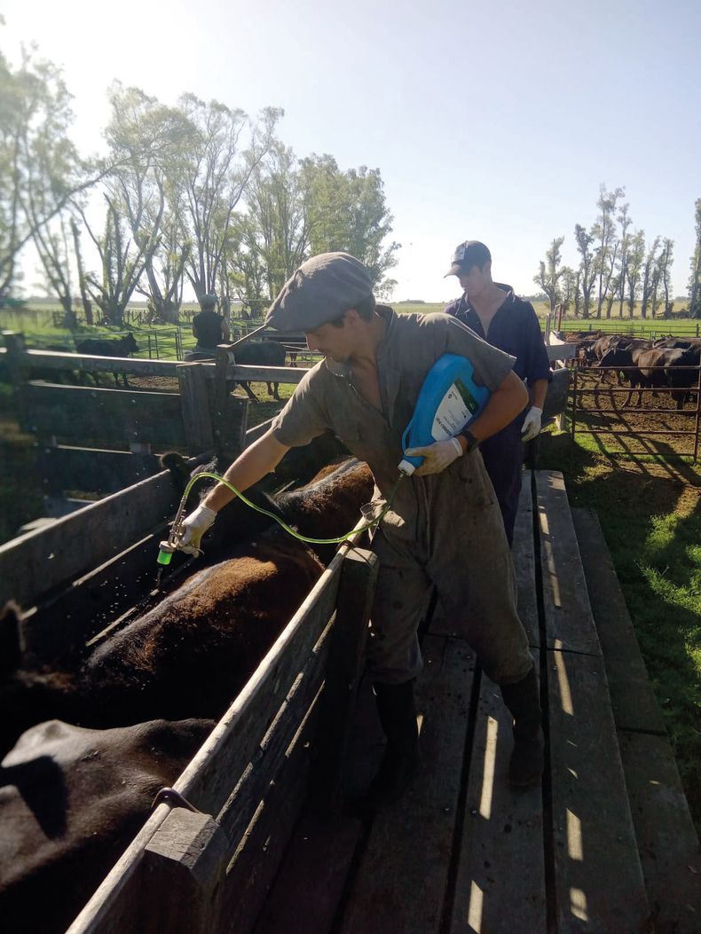 La aplicación del plan sanitario a manos de veterinarios genera mejores resultados.