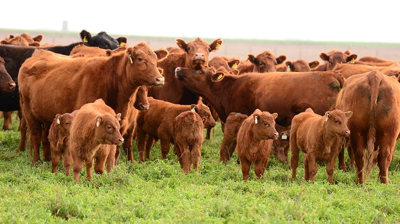 La ganadería se posiciona como aliada clave en la agenda climática.