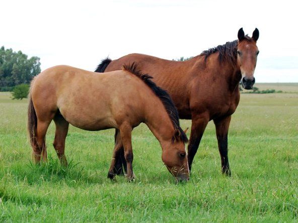 Equinos. Es el momento de reforzar la prevención para evitar brotes de EE.