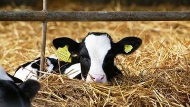 La crianza artificial de terneros sigue siendo elpunto ciego de muchos tambos.