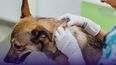 El congreso de dermatología veterinaria se dará en un ámbito que permitala discusión directa y fluida de conceptos fisiopatológicos, clínicos yterapéuticos.