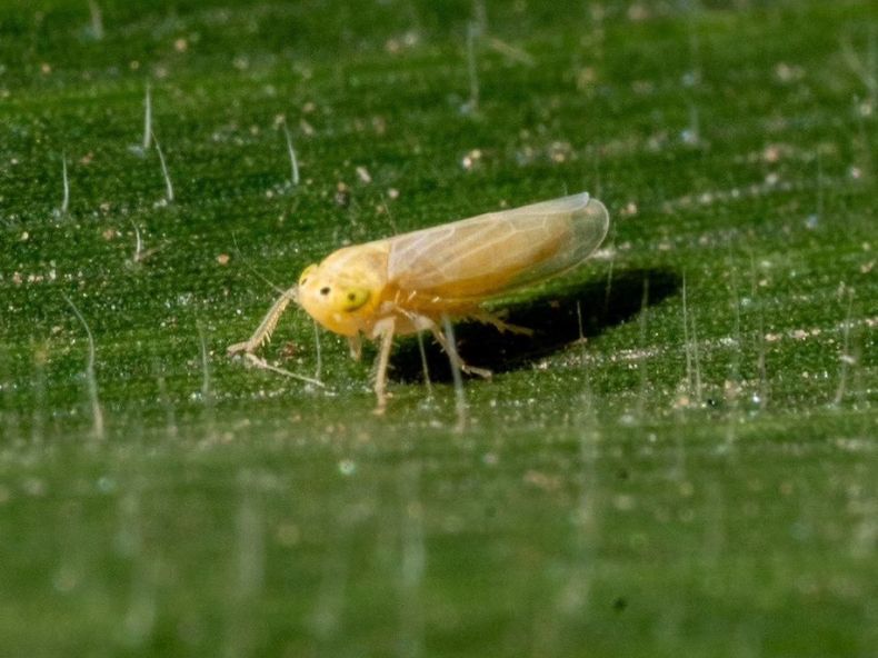 Los adultos invernales de la chicharrita delmaíz se encuentran en la fase final de su ciclo de vida.