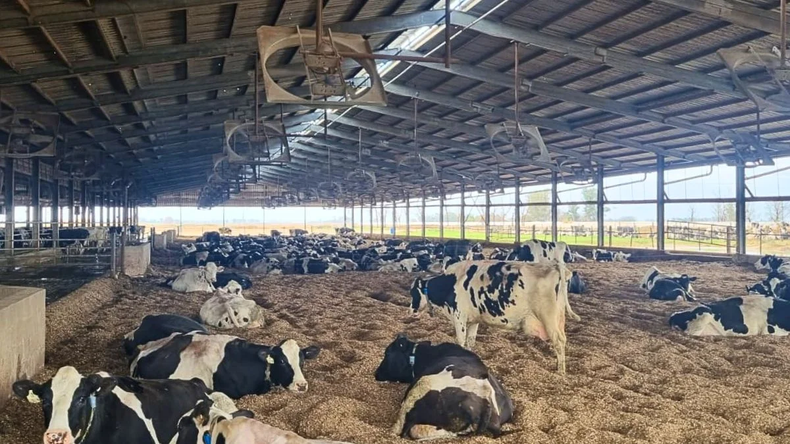 Cuando la vaca descansa mejor, el tambo también trabaja mejor.