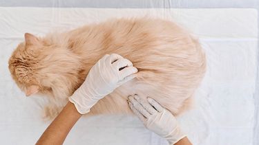 ?la principal endocrinopatia concurrente a la diabetes mellitus es el exceso de gh?