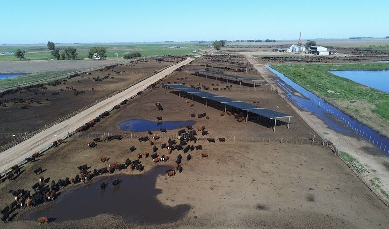 Feedlot. El equipo GAP promueve buenas prácticas para un manejo responsable.