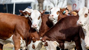 Braford demuestra su solidez en genética, manejo y mercados.