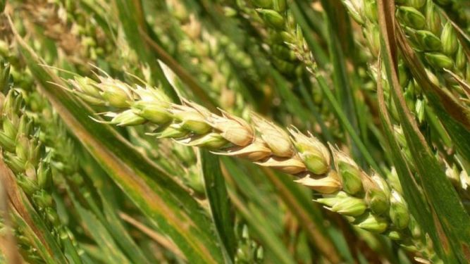 Modelos del INTA para anticipar riesgos en trigo.