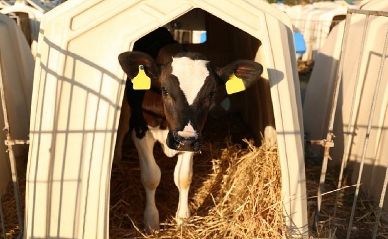 Las enfermedades clostridiales son un flagelo para&nbsp; los criadores de terneros.